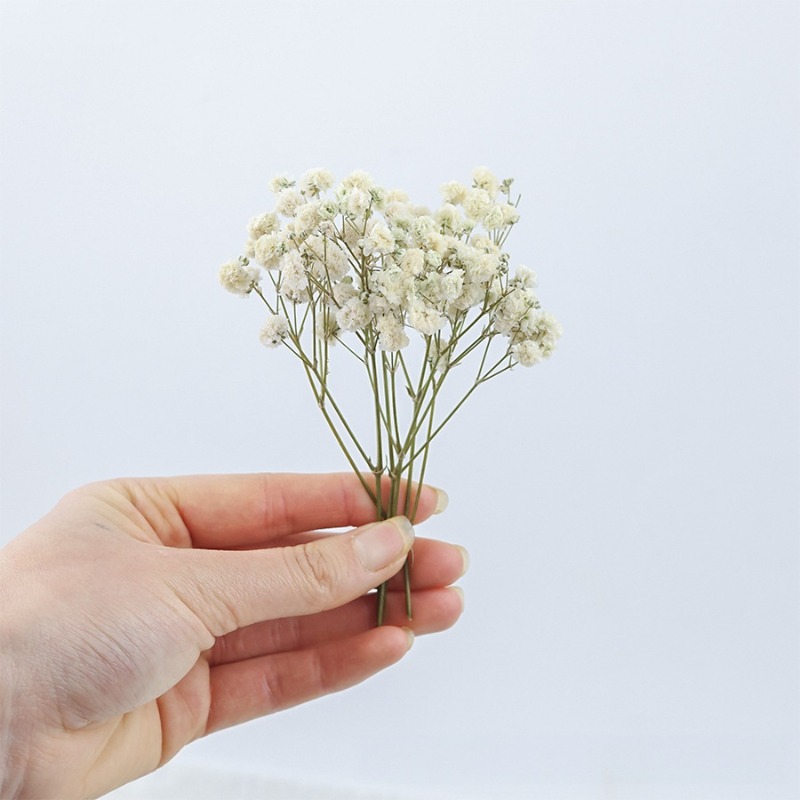 50 pièces de fleurs de gypsoph - Florist Supply Vases avis et prix